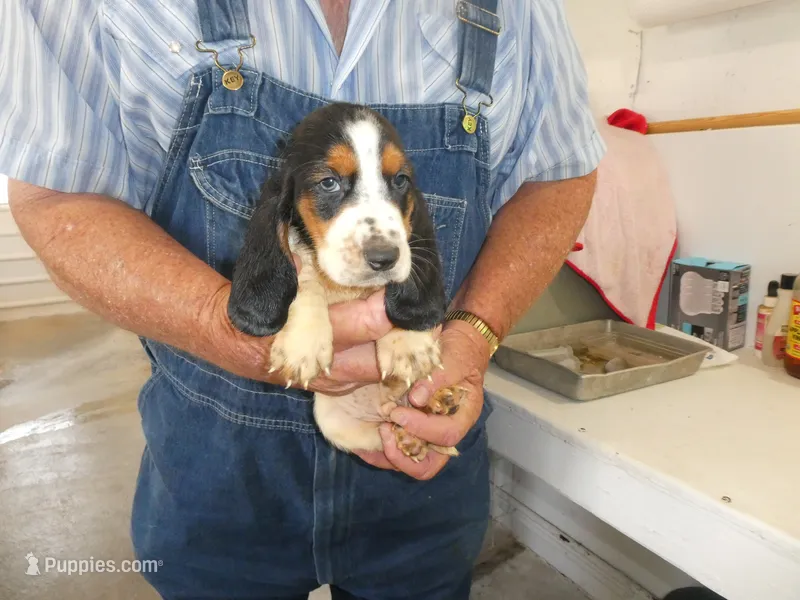 George – Basset Hound puppy for sale in Olpe, KS