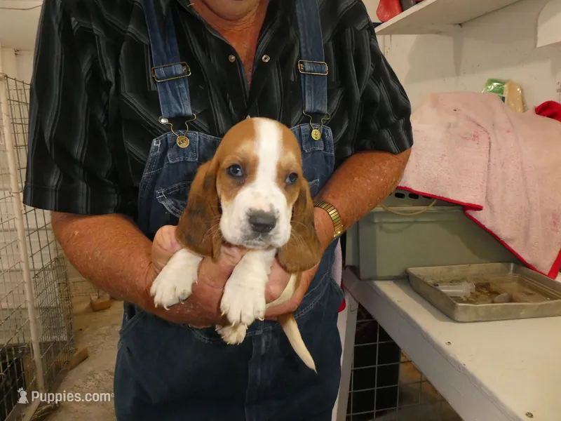 Clem – Basset Hound puppy for sale in Olpe, KS
