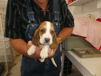 Clem, a male Basset Hound for sale in Olpe, KS – 1 of 5