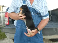 Doc, a male Beagle for sale in Olpe, KS – 6 of 6