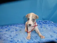 Maggie, a female Greyhound for sale in Olpe, KS – 3 of 5