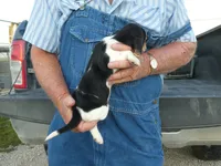 ACE, a male Beagle for sale in Olpe, KS – 5 of 6