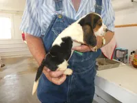 Doc, a male Basset Hound for sale in Olpe, KS – 5 of 5