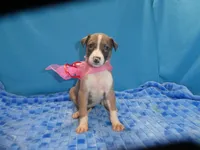 MIA, a female Greyhound for sale in Olpe, KS – 7 of 7