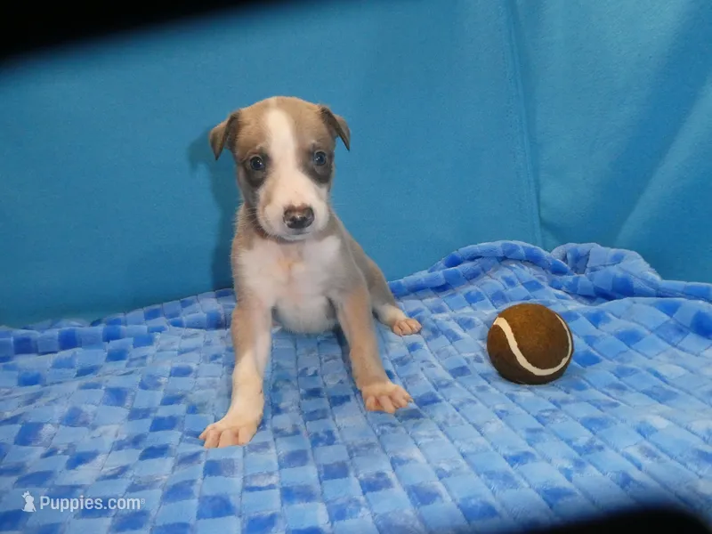 ACE – Greyhound puppy for sale in Olpe, KS