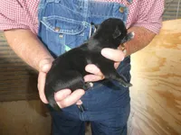 Liz, a female Greyhound for sale in Olpe, KS – Photo 4 of 5