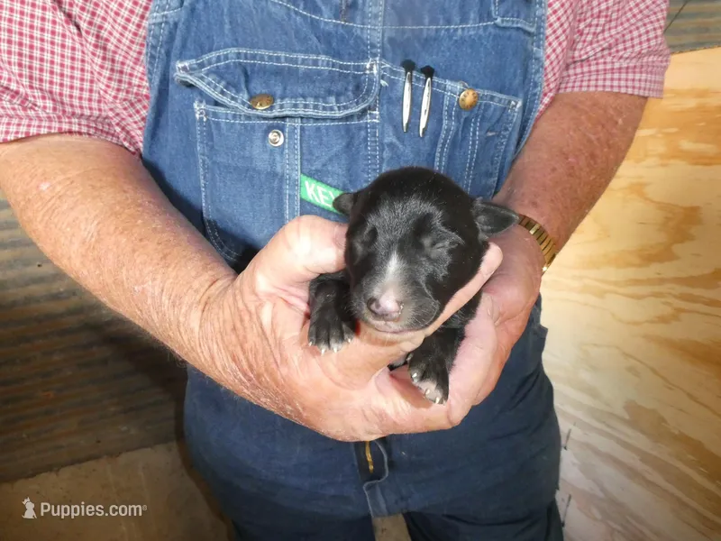 Liz – Greyhound puppy for sale in Olpe, KS