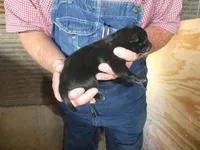 Liz, a female Greyhound for sale in Olpe, KS – Photo 5 of 5
