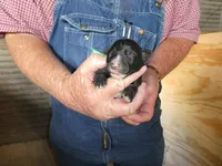 Liz, a female Greyhound for sale in Olpe, KS – Photo 2 of 5