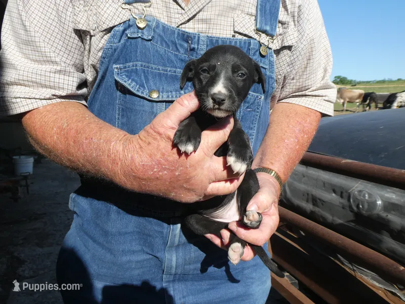 Bella – Greyhound puppy on hold in Olpe, KS