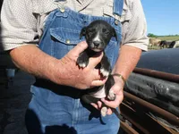 Bella, a female Greyhound for sale in Olpe, KS – 1 of 8