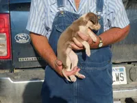 SALLY, a female Greyhound for sale in Olpe, KS – 3 of 8