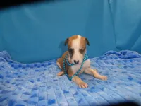 Ginger, a female Greyhound for sale in Olpe, KS – 4 of 5