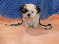 processed/10278e33-3c22-4648-8122-dc9c3dc5e8da/listing/b0eff1e1-d554-4af8-9dde-76946bdf1147/e3c3ffd4-eb1d-4ce9-8ea3-533f9b3d3add