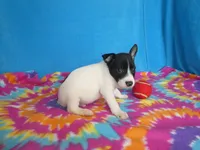 Indy, a male Rat Terrier for sale in Olpe, KS – 2 of 5