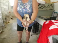 ACE, a male Greyhound for sale in Olpe, KS – 4 of 5