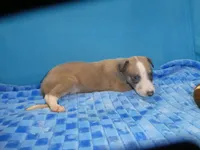 ACE, a male Greyhound for sale in Olpe, KS – 5 of 5