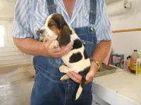 Doc, a male Basset Hound for sale in Olpe, KS – 4 of 5