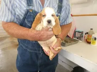 Maggie, a female Basset Hound for sale in Olpe, KS – 3 of 5