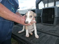 Sara, a female Greyhound for sale in Olpe, KS – 5 of 6