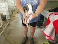 DOC, a male Greyhound for sale in Olpe, KS – 3 of 7