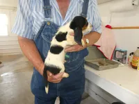 George, a male Basset Hound for sale in Olpe, KS – 5 of 5
