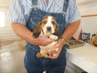 Evie, a female Basset Hound for sale in Olpe, KS – 2 of 5