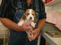 Sam , a male Basset Hound for sale in Olpe, KS – 4 of 5