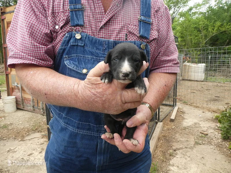 Bella – Greyhound puppy for sale in Olpe, KS