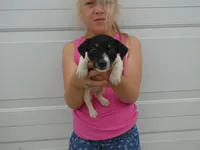 Veda, a female Jack Russell Terrier for sale in Olpe, KS – 5 of 5