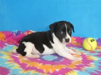 Gizmo, a male Rat Terrier for sale in Olpe, KS – 5 of 5