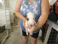 Sammy, a male Greyhound for sale in Olpe, KS – 4 of 5