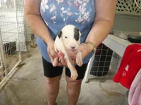 MIA, a female Greyhound for sale in Olpe, KS – 3 of 5