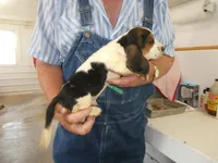 Doc, a male Basset Hound for sale in Olpe, KS – 3 of 5