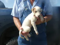 Sammy, a male Greyhound for sale in Olpe, KS – 2 of 8