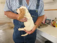 Maggie, a female Basset Hound for sale in Olpe, KS – 5 of 5