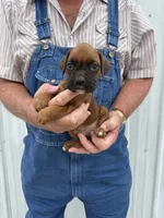 Buzz, a male Boxer for sale in Olpe, KS – 3 of 4
