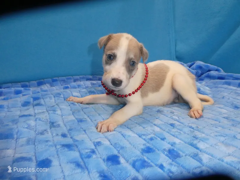 Maggie – Greyhound puppy for sale in Olpe, KS