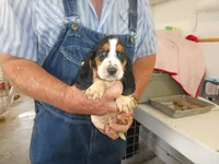 George, a male Basset Hound for sale in Olpe, KS – 2 of 5