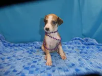 Bella, a female Greyhound for sale in Olpe, KS – 3 of 6