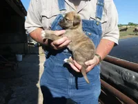 Toot, a female Greyhound for sale in Olpe, KS – 4 of 9