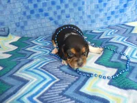 Maggie, a female Beagle for sale in Olpe, KS – Photo 4 of 5