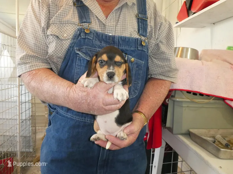 Maggie – Beagle puppy for sale in Olpe, KS