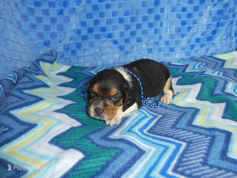 Maggie – Beagle puppy for sale in Olpe, KS