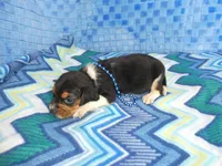 Maggie, a female Beagle for sale in Olpe, KS – Photo 3 of 5