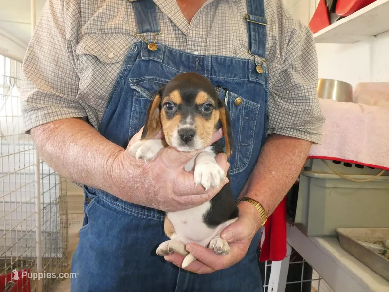 Maggie – Beagle puppy for sale in Olpe, KS