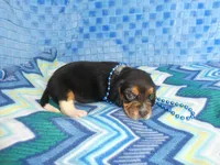 Maggie, a female Beagle for sale in Olpe, KS – Photo 2 of 5