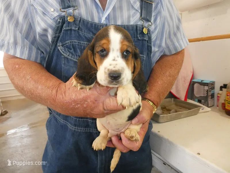 Doc – Basset Hound puppy for sale in Olpe, KS