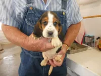 Doc, a male Basset Hound for sale in Olpe, KS – 1 of 5