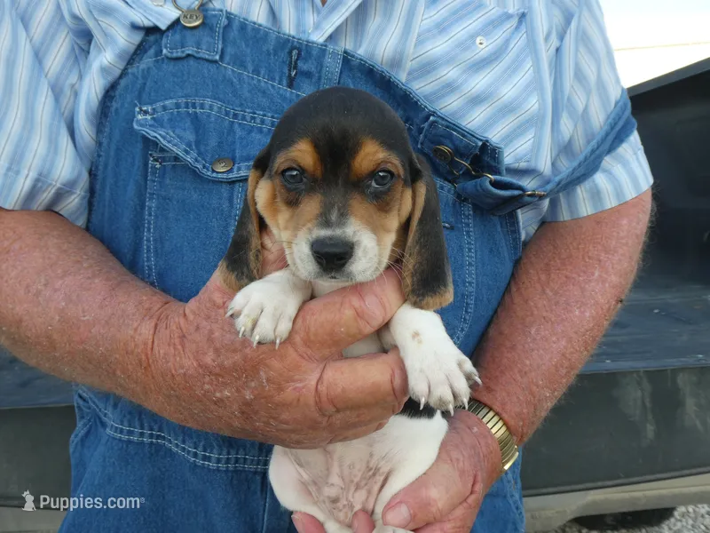 ACE – Beagle puppy for sale in Olpe, KS